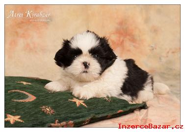 Shih-Tzu ttka ( shi-tzu,si-cu,si-tzu )