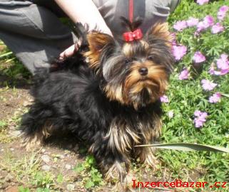 Yorkshire terrier s PP