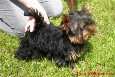 Yorkshire terrier s PP