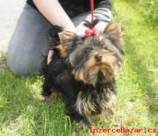 Yorkshire terrier s PP