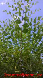 Jilm sibisk - rychle rostouc iv plot
