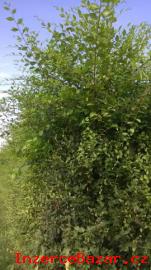 Jilm sibisk - rychle rostouc iv plot