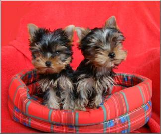 Yorkshire terrier s PP-tata