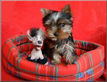 Yorkshire terrier s PP-tata