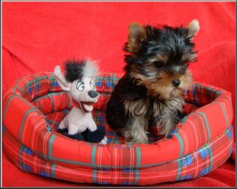 Yorkshire terrier s PP-tata