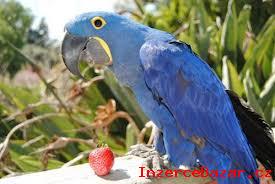 Vnocn Hyacint papouek papouci