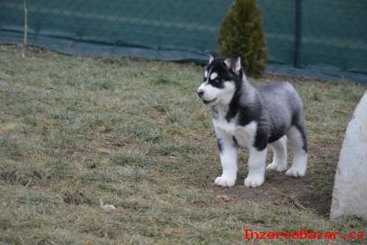 Sibisk husky