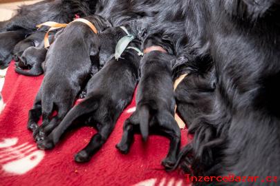 Flat Coated retriever - nabídka ště