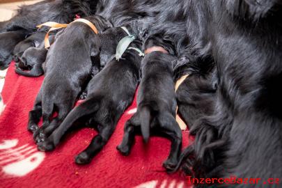 Flat Coated retriever - nabdka t