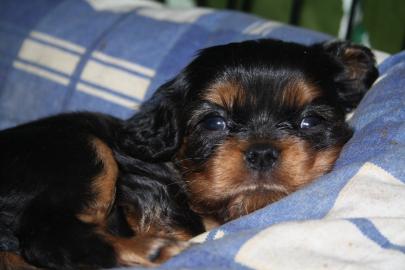 Kavalr King Charles panl