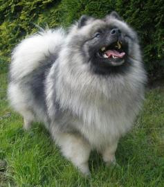 Keeshond  pikov tata s PP