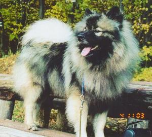 Keeshond  pikov tata s PP