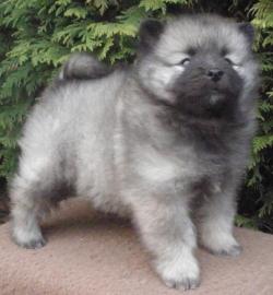 Keeshond  pikov tata s PP