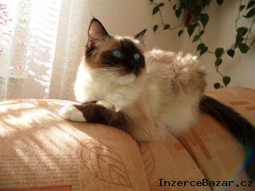 Scháníme kocourka ragdoll ke krytí