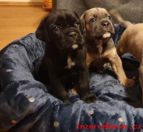 Štěnátka Cane Corso s PP