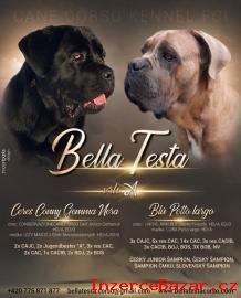 tntka Cane Corso s PP