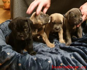 Štěnátka Cane Corso s PP
