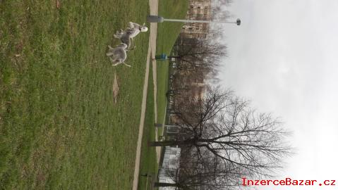 Bedlington terir