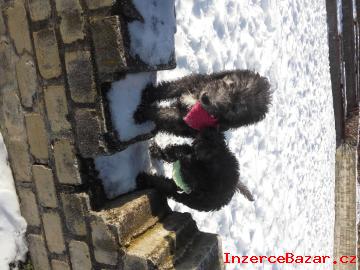 Bedlington terir