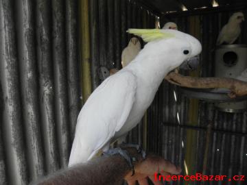 Nabdka  Detnk kakadu papouci