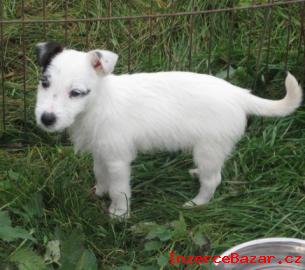 Jack Russell terier ttka s PP