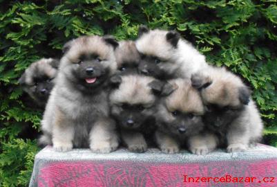 Keeshond / nmeck pic vl prodm t