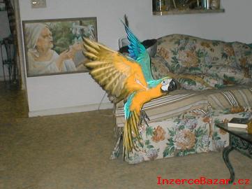 Modr A Zlat Papouek Papouci
