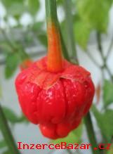 Chilli Bubblegum 7 Pot - semena