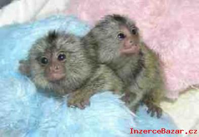 Pvabn Marmoset Opice Pro Prodej