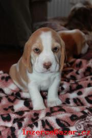 Bgl (beagle) - krsn ttka