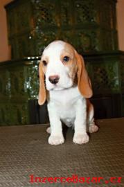 Bgl (beagle) - krsn ttka