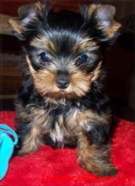 Yorkshire terrier