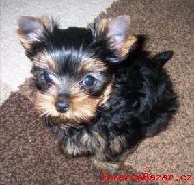 Yorkshire terrier