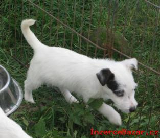 Jack Russell terier ttka s PP