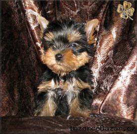 Yorkshire terrier s PP