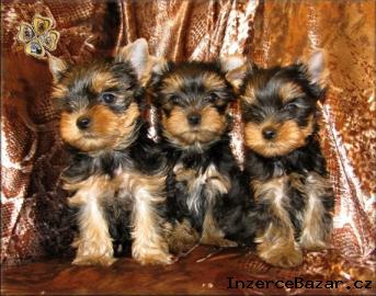 Yorkshire terrier s PP