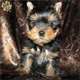 Yorkshire terrier s PP