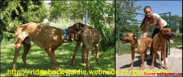 Zadám štěňata Rhodéského ridgebacka