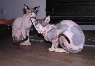 Kanadsk sphynx s PP - KRSNY KOCOUR KE