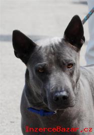 Thajsk ridgeback