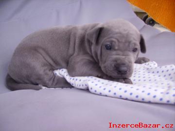 Thajsk ridgeback
