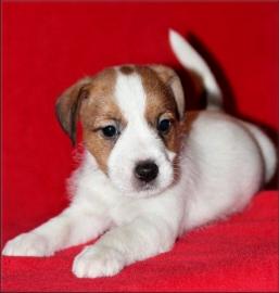 Jack russell terier