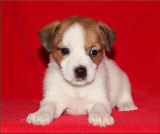 Jack russell terier