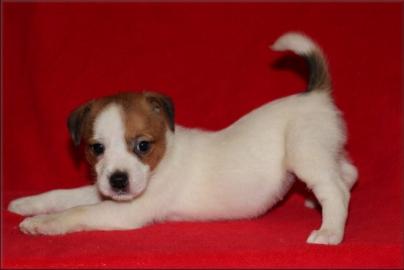 Jack russell terier