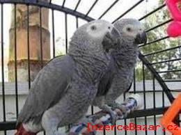 Africk ed papouci na prodej