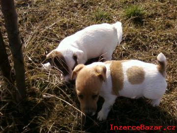 Jack russel terier