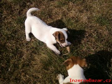 Jack russel terier