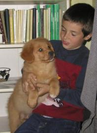 nova scotia duck tolling retriever