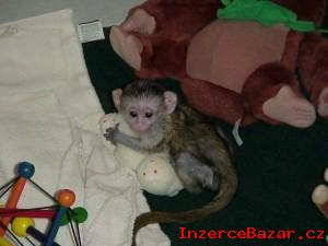 Kapucnsk opice pro prodej