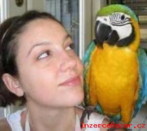 Ara Ararauna papouek na prodej